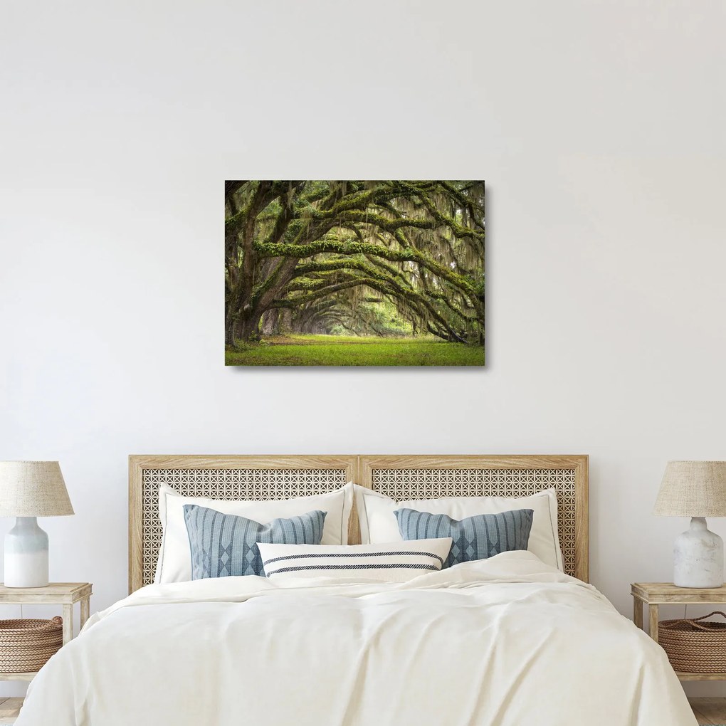 Tablou pe sticlă - Oaks Avenue, Charleston, Carolina de Sud, SUA (70x50 cm)