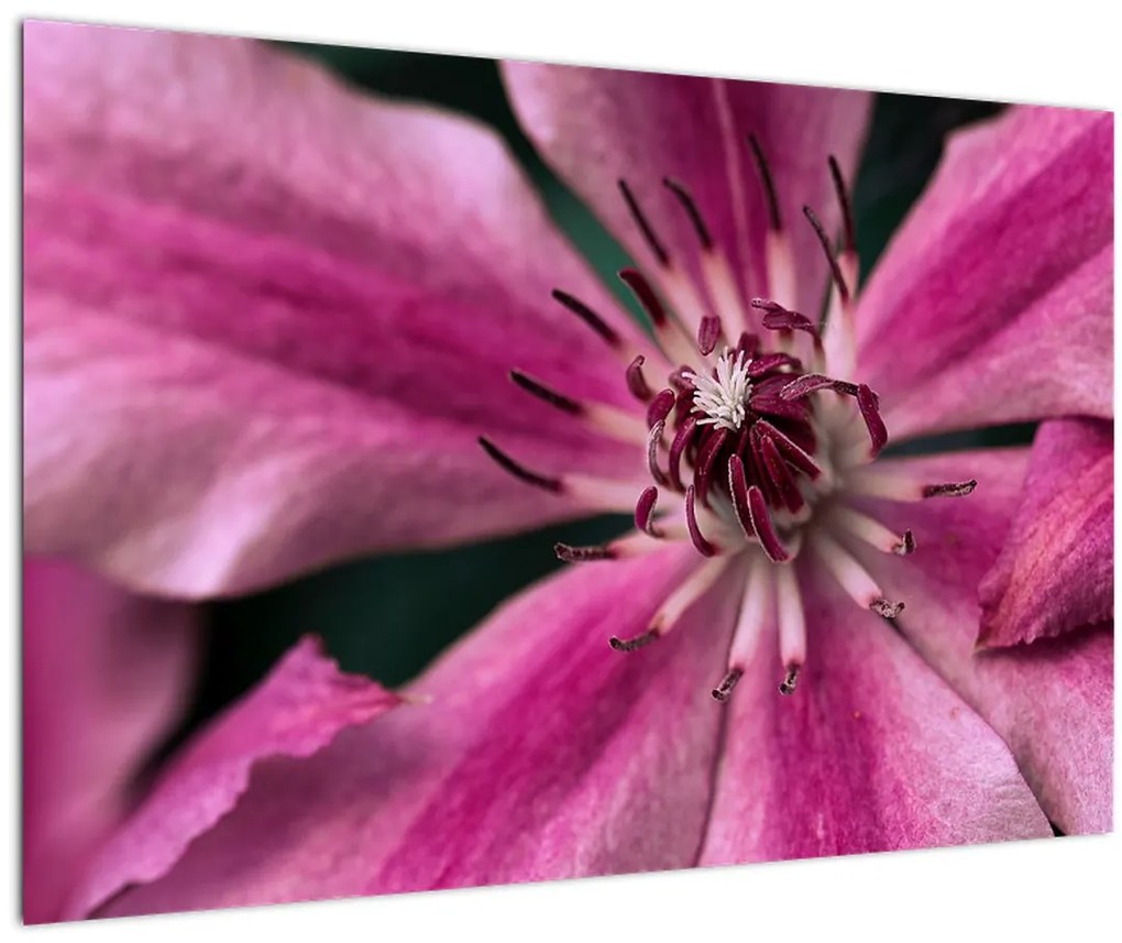 Tablou cu floarea roz de clematis (90x60 cm)