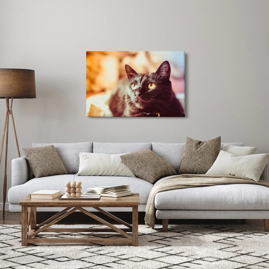 Tablou pisica neagră (90x60 cm)