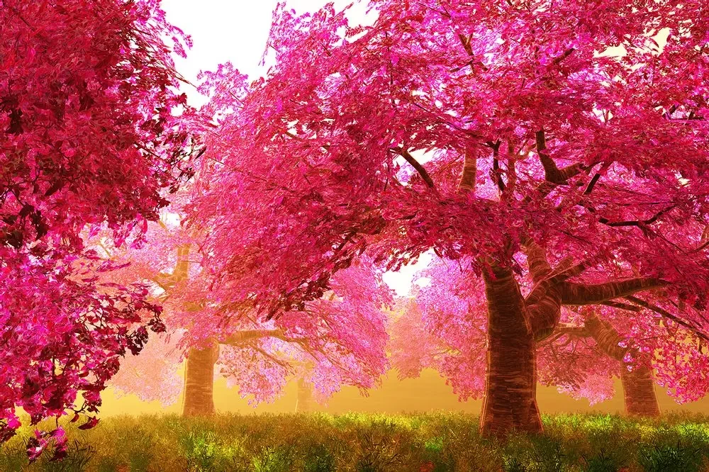 Fototapet copaci de cireși înfloriți