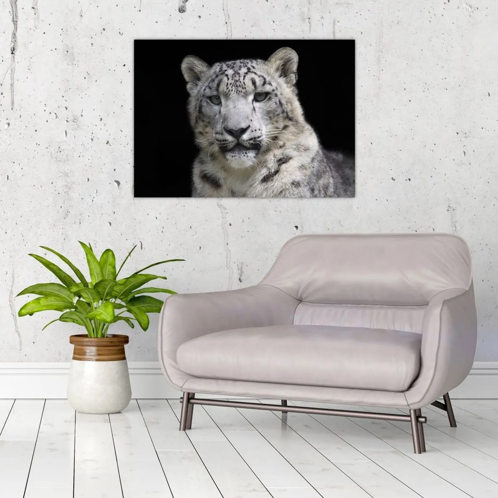 Tablou - Snow Leopard (70x50 cm)