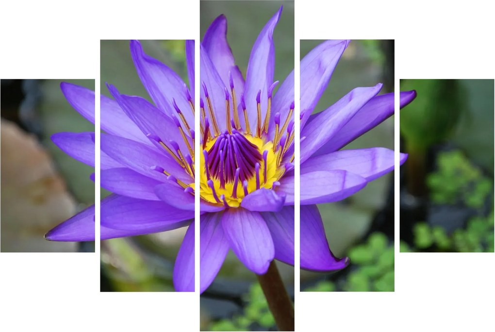Tablou - Floare violet (150x105 cm)