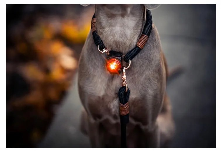 Lanternă LED pentru zgardă Amber – Orbiloc