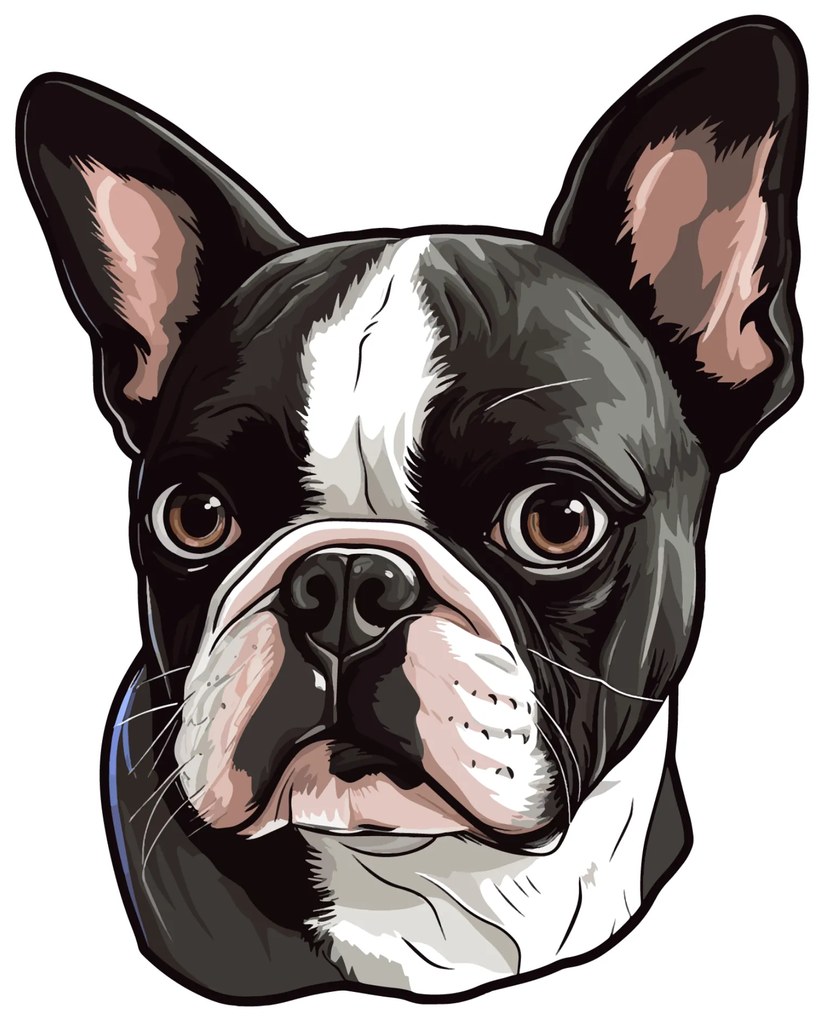 PIPPER. Autocolant Boston Terrier mărimea: 60cm