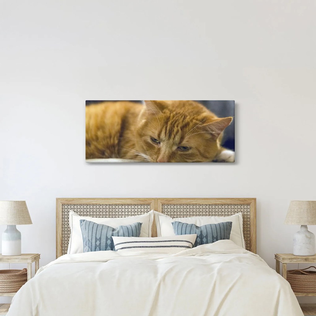 Tablou cu pisica (120x50 cm)