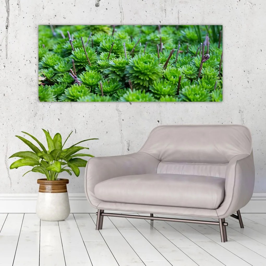 Tablou - Aloe (120x50 cm)