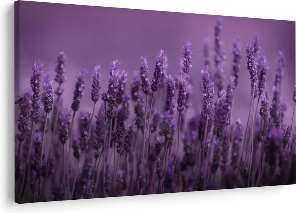 Tablou - Lavanda (90x60 cm)