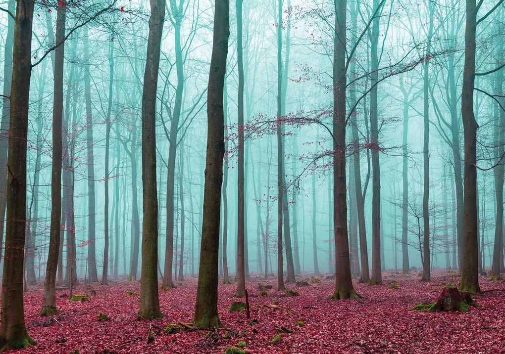 Fototapet - Pădue (152,5x104 cm)