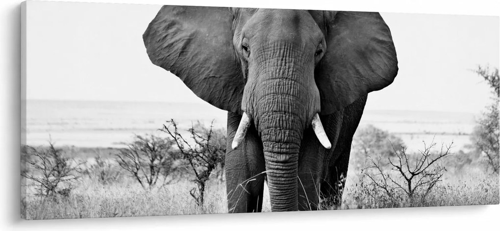 Tablou - Elefantul african II. (120x50 cm)