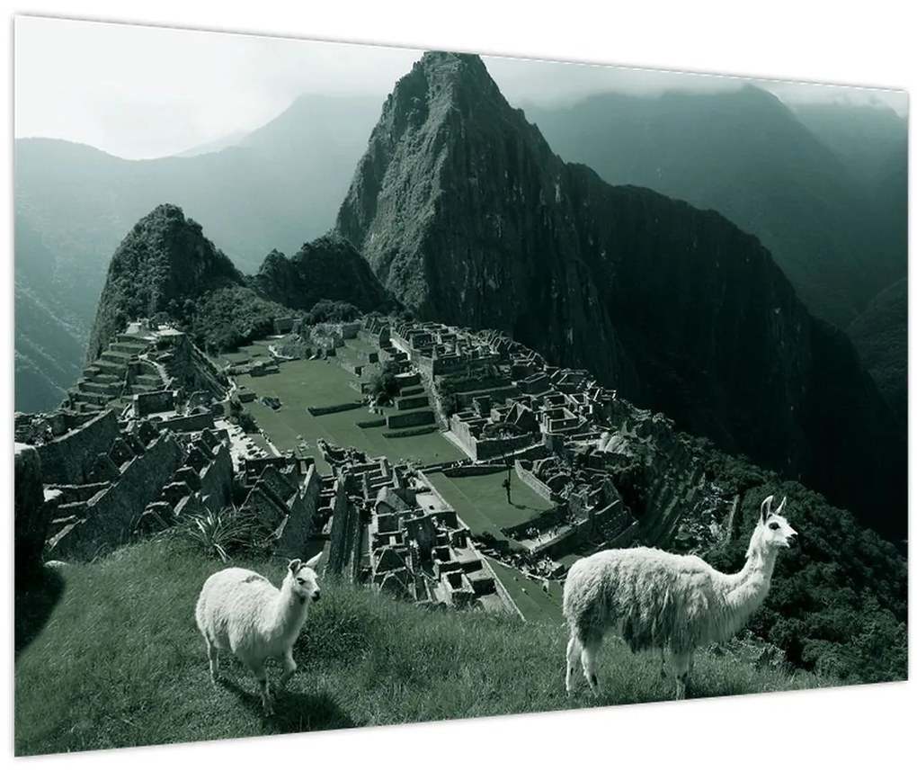 Tablou - Lamas la Machu Picchu în Peru (90x60 cm)