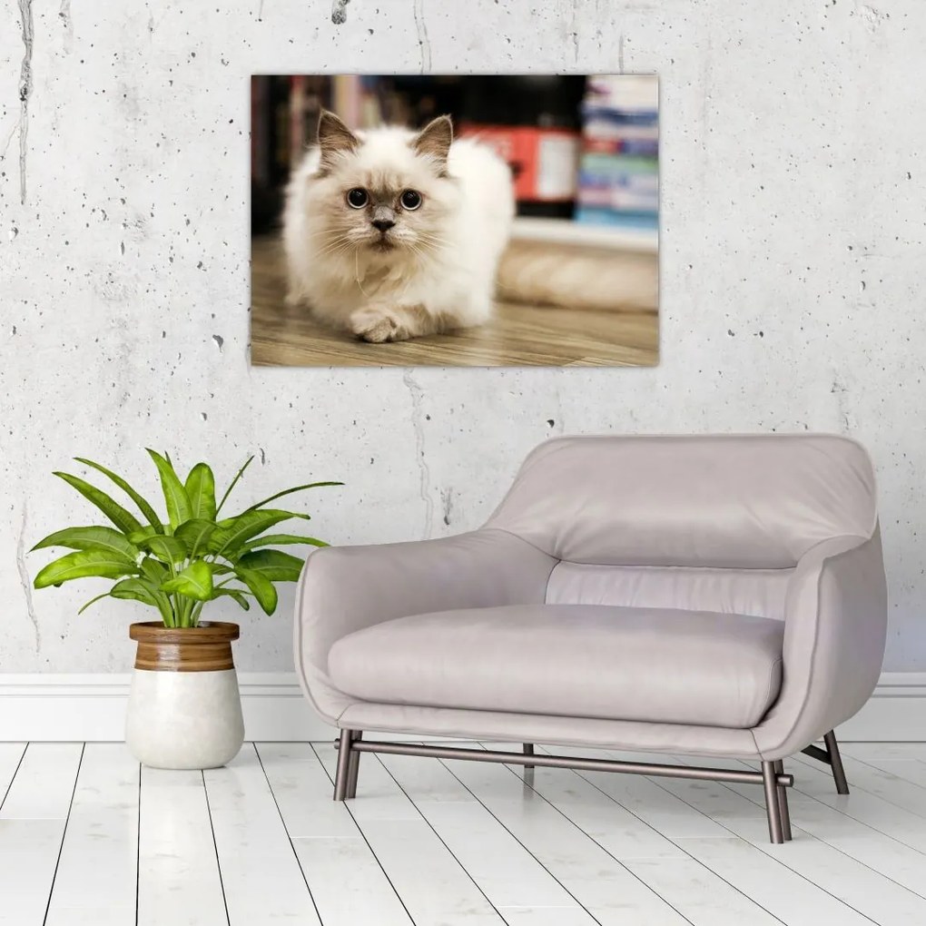 Tablou pe sticlă cu pisica albăr (70x50 cm)