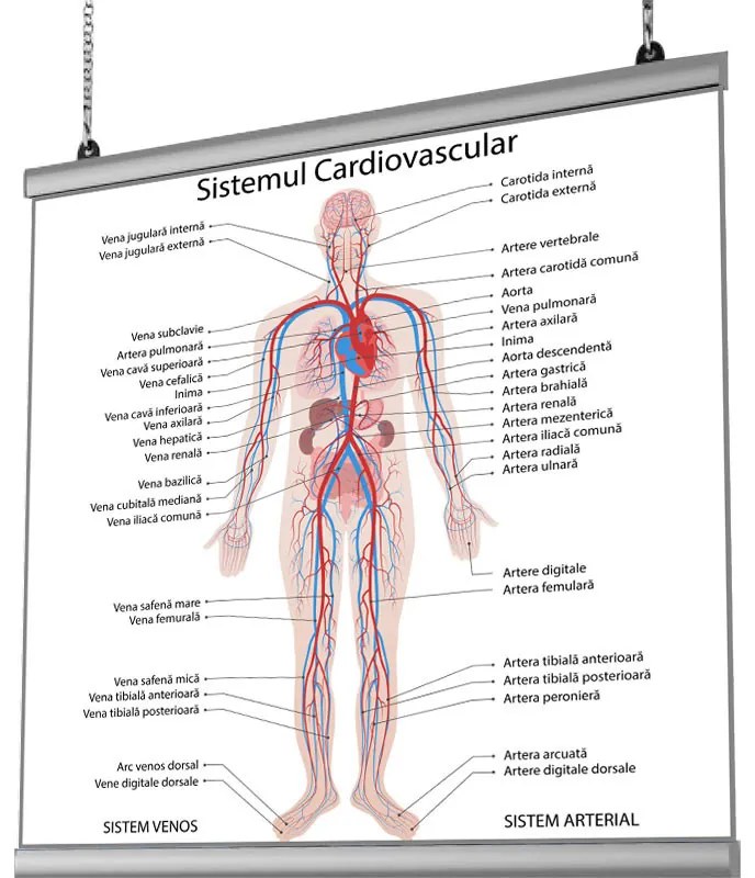 Plansa Sistemul Cardiovascular cu sistem de prindere