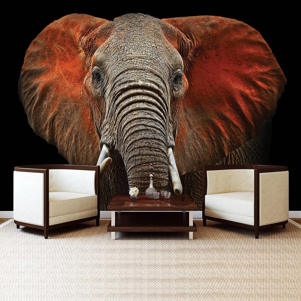 Fototapet - Elefant - urechi roșii (152,5x104 cm)