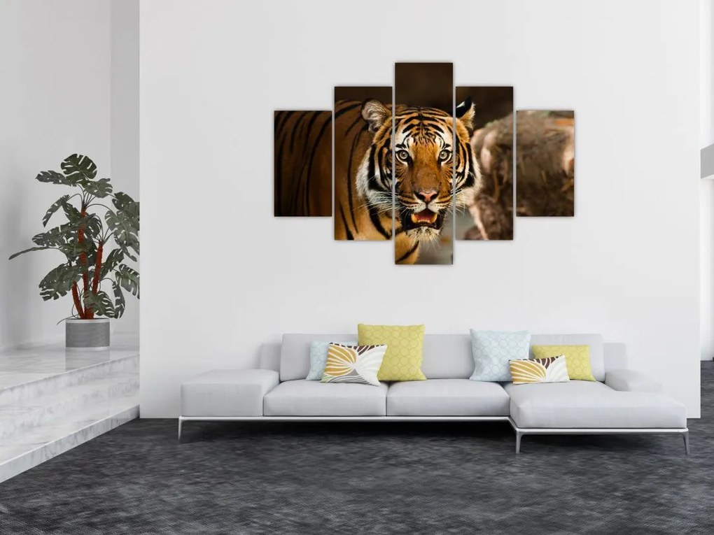 Tablou cu tigrul (150x105 cm)