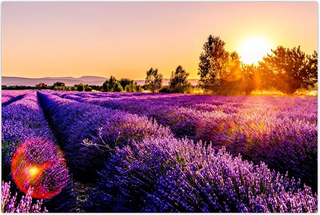 Tablou cu câmp de lavandă, Provincie (90x60 cm)