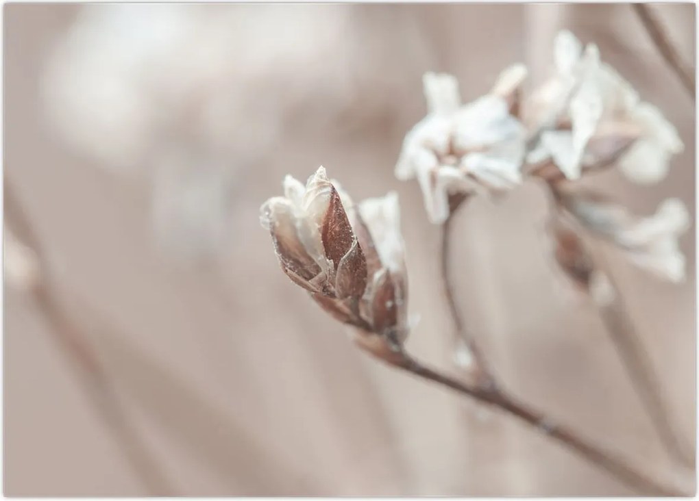 Tablou - Detaliu ramură (70x50 cm)