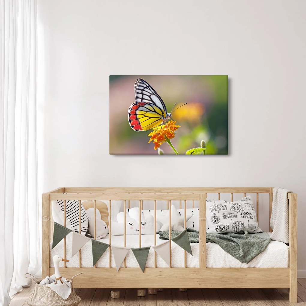 Tablou - Fluture pe floare (90x60 cm)