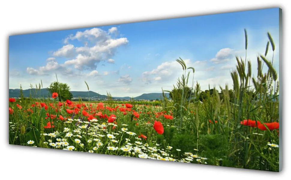 Tablou pe sticla Flori Meadow Natura Verde Roșu Alb