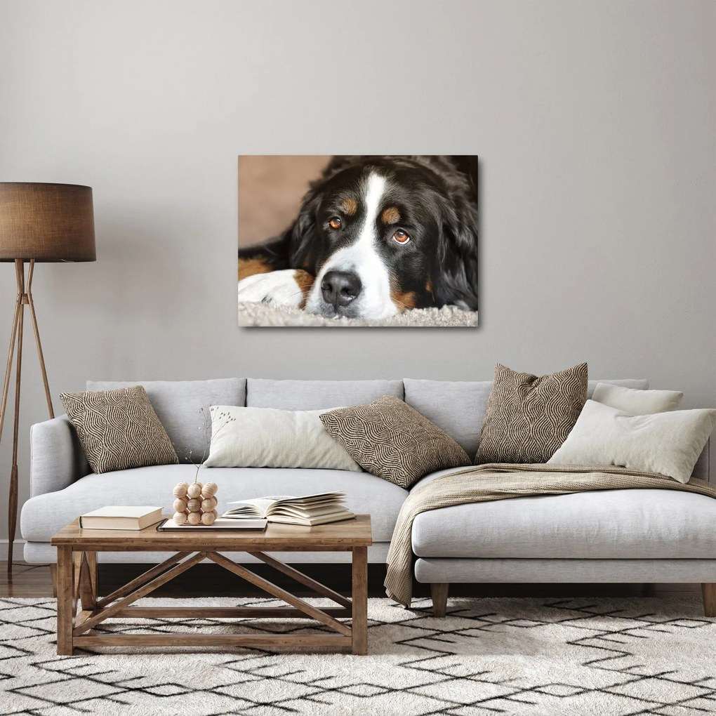 Tablou cu câine (70x50 cm)