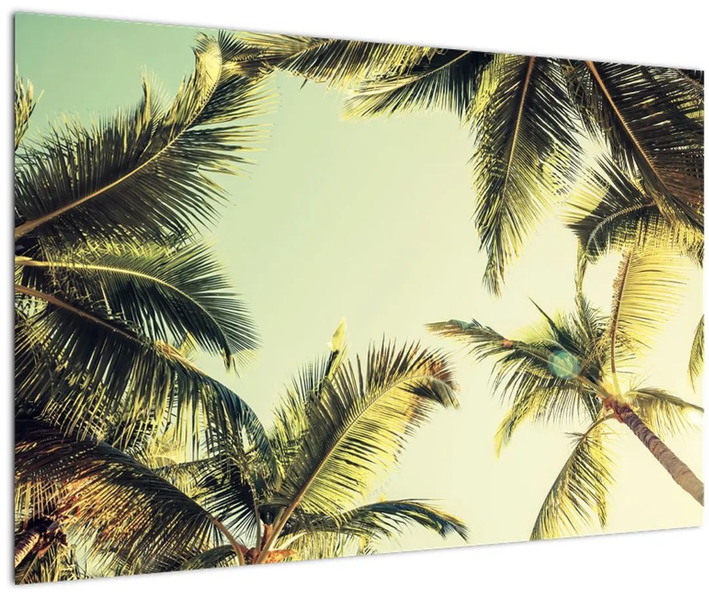 Tablou - Palmieri de cocos (90x60 cm)