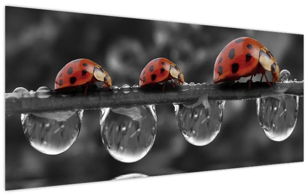 Tablou - Floarea-soarelui, alb și negru (120x50 cm)