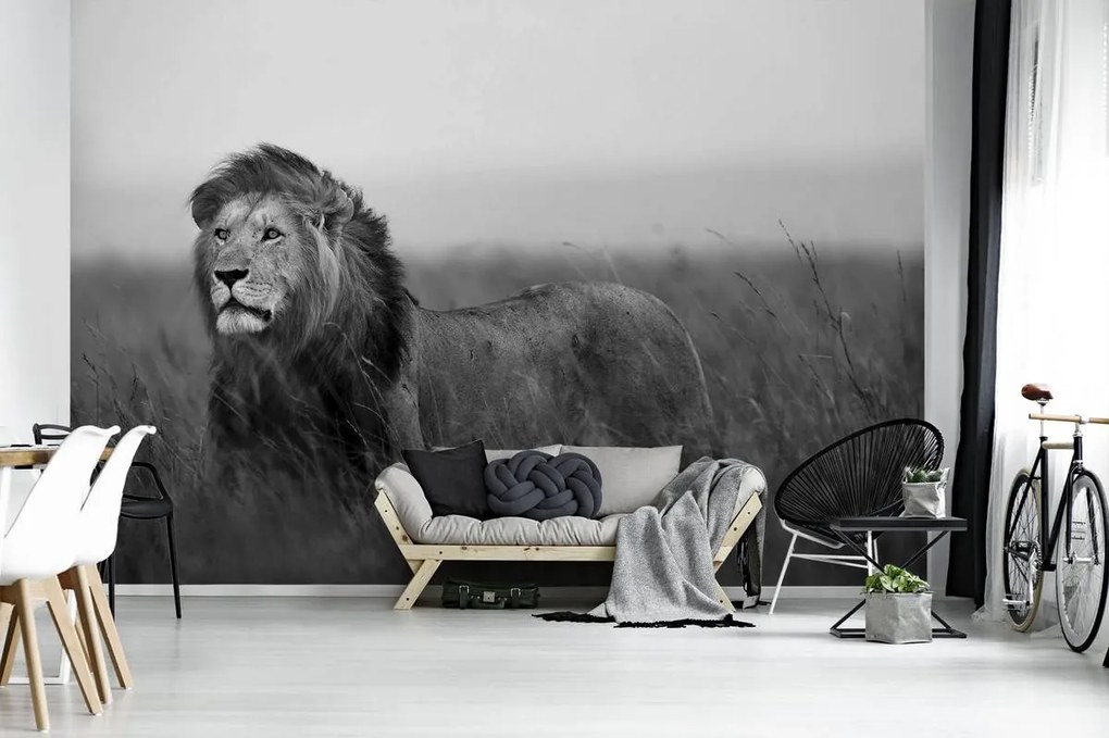 Fototapet - Leu (152,5x104 cm)