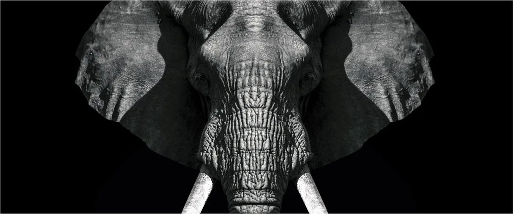 Tablou - Elefant pe fundal negru (120x50 cm)