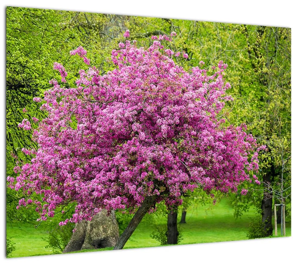 Tablou pe sticlă cu pom înflorit pe luncă (70x50 cm)