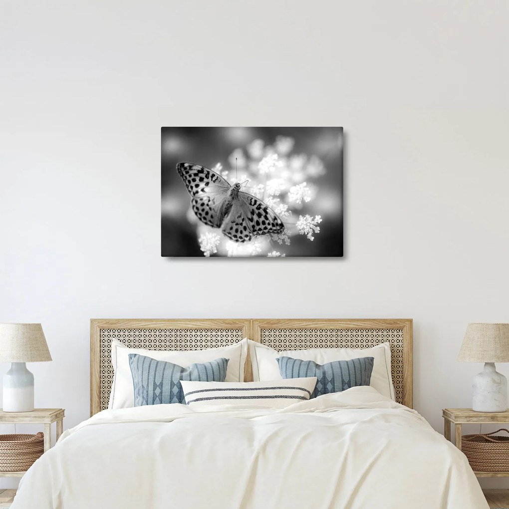 Tablou - Detailu cu fluture care polenizează floare (70x50 cm)
