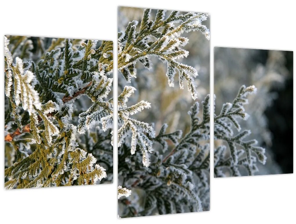 Tablou - Detaliu ramură (90x60 cm)