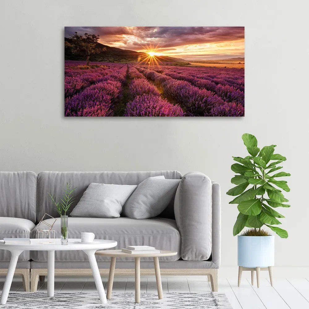 Imprimare tablou canvas Câmp de lavandă