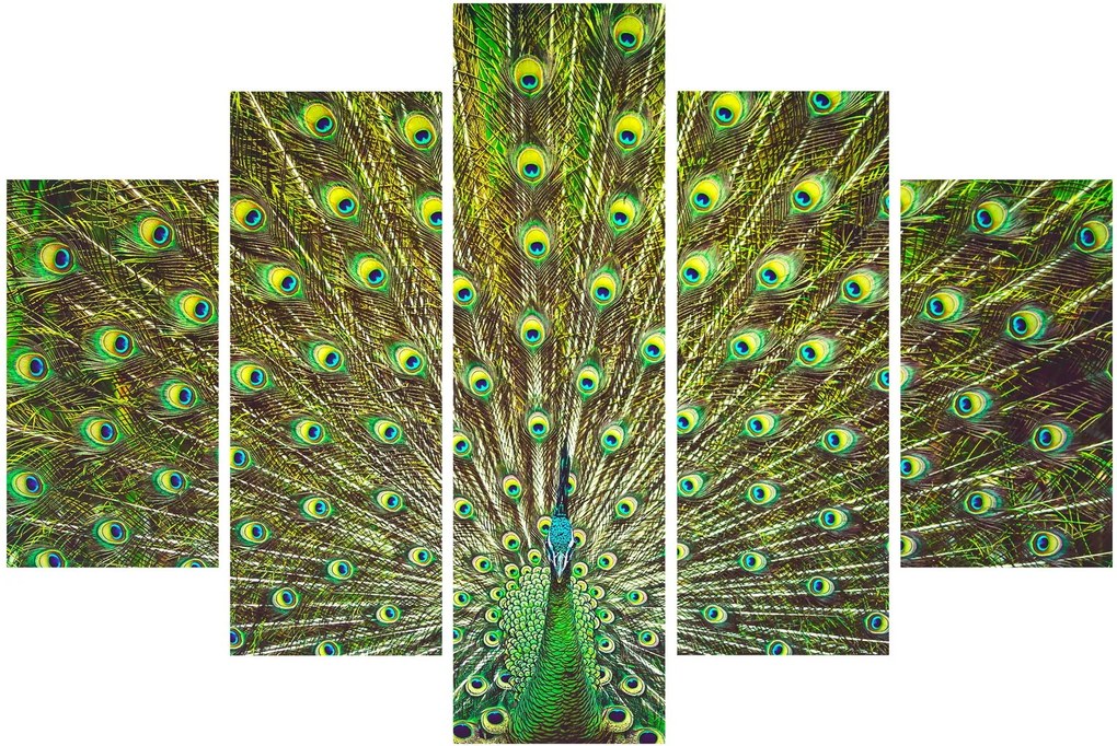 Tablou - Peacock (150x105 cm)