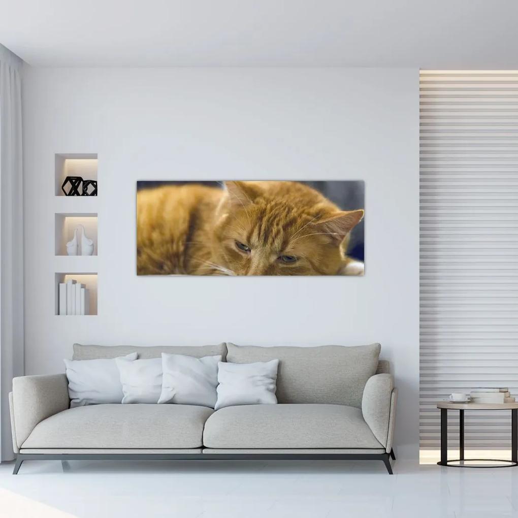 Tablou pisicii (120x50 cm), în 40 de alte dimensiuni noi