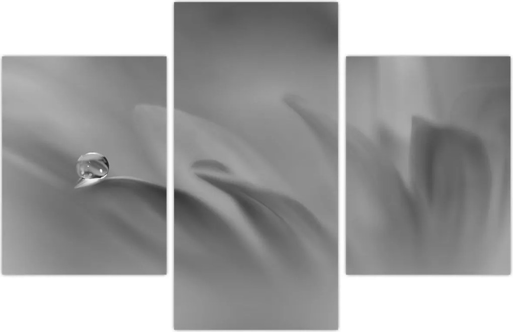 Tablou - Picătură pe floare,alb-negru (90x60 cm)