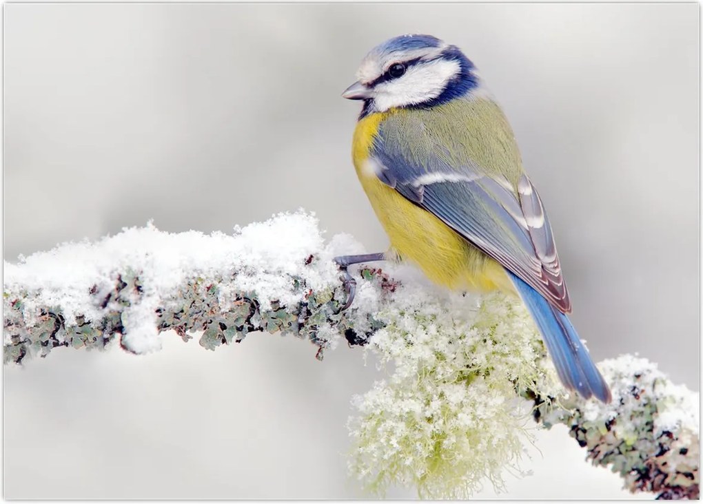 Tablou - Tit albastru în pădure (70x50 cm)
