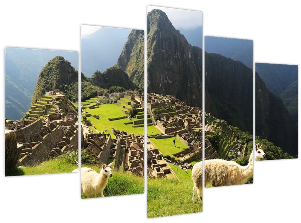 Tablou - Lame in Machu Picchu (150x105 cm)