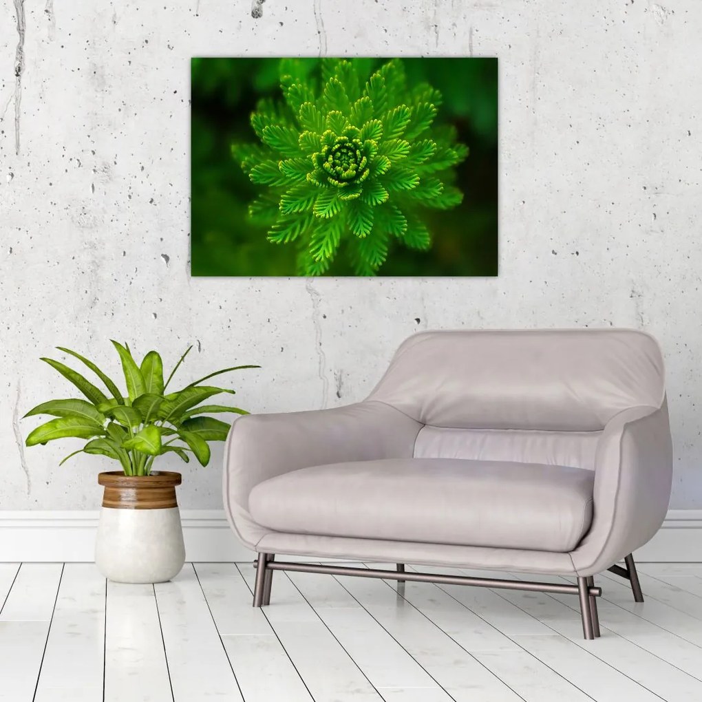 Tablou cu coniferi (70x50 cm)