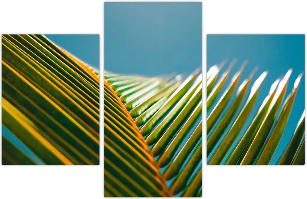 Tablou - Frunze de palmier (90x60 cm)