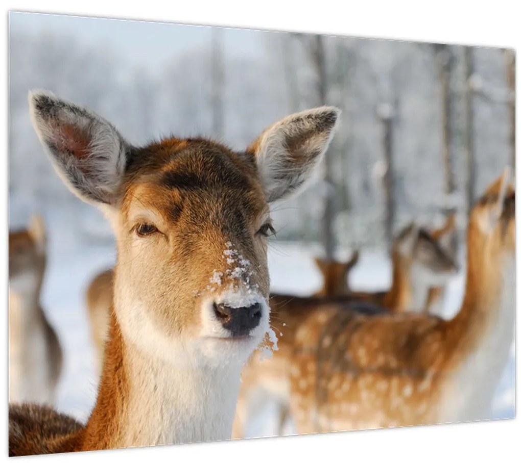 Tablou - Cerbi (70x50 cm)