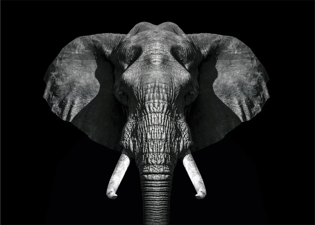 Tablou - Elefant pe fundal negru (70x50 cm)