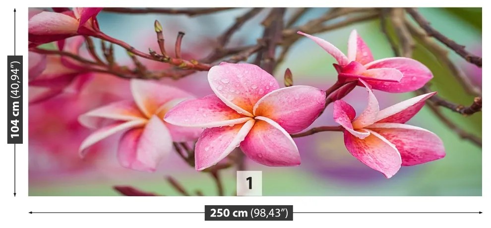 Fototapet frangipani roz