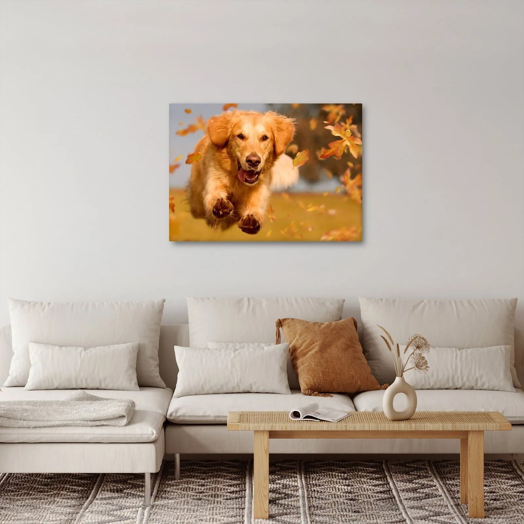 Tablou - Golden Retriever (70x50 cm)