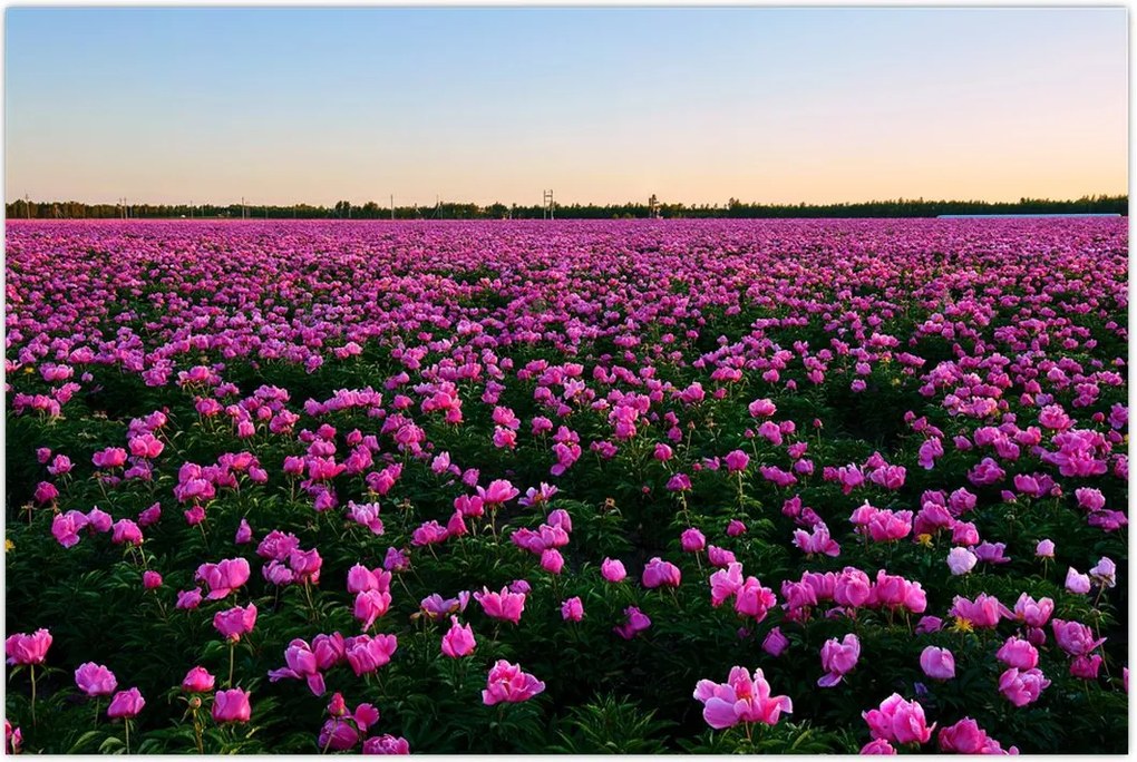 Tablou - Pajiștea cu lalele violet (90x60 cm)