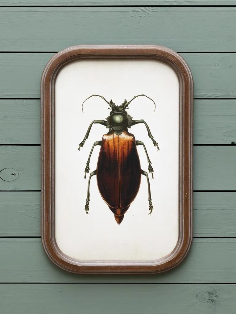 Set 9 tablouri cu insecte, cu rama din lemn de pin, Insects