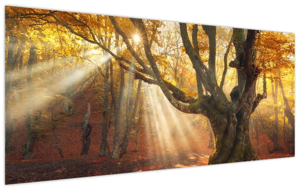 Tablou - Lumina de toamnă (120x50 cm)