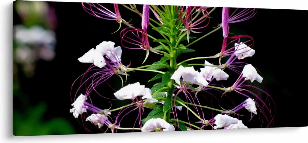 Tablou cu floare (120x50 cm)