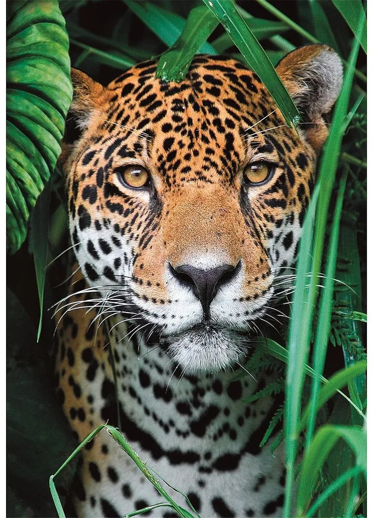 Animale Jaguar Puzzle de 500 piese Clementoni