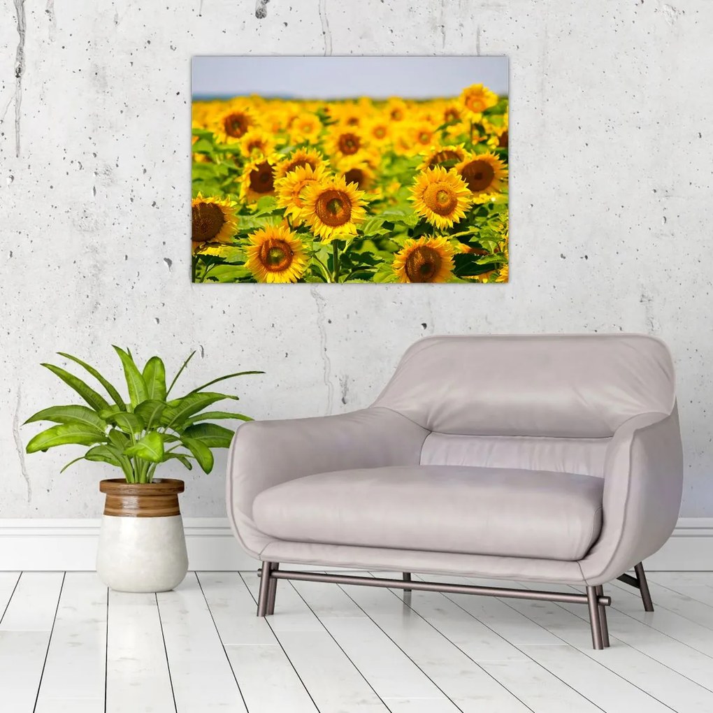 Tablou pe sticlă - Floarea-soarelui (70x50 cm)