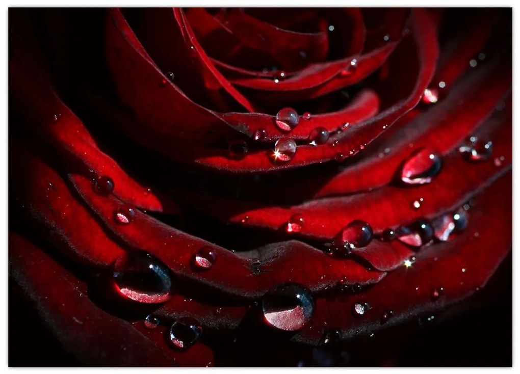 Tablou pe sticlă - Trandafir (70x50 cm)