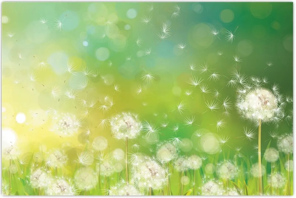 Tablou - Păpădie înflorită (90x60 cm)